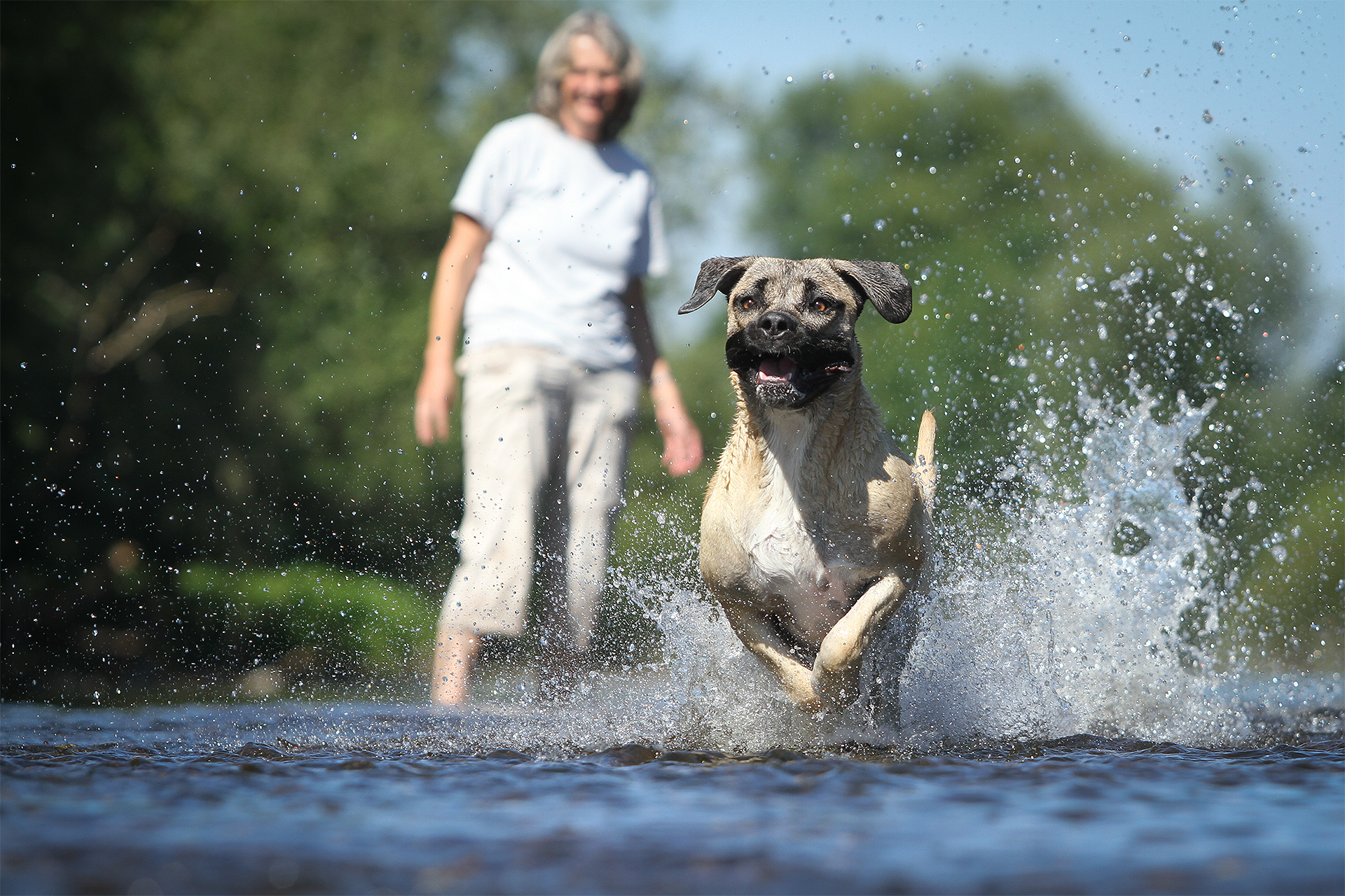 Entspanntes Hundeshooting bei Dog Pictures