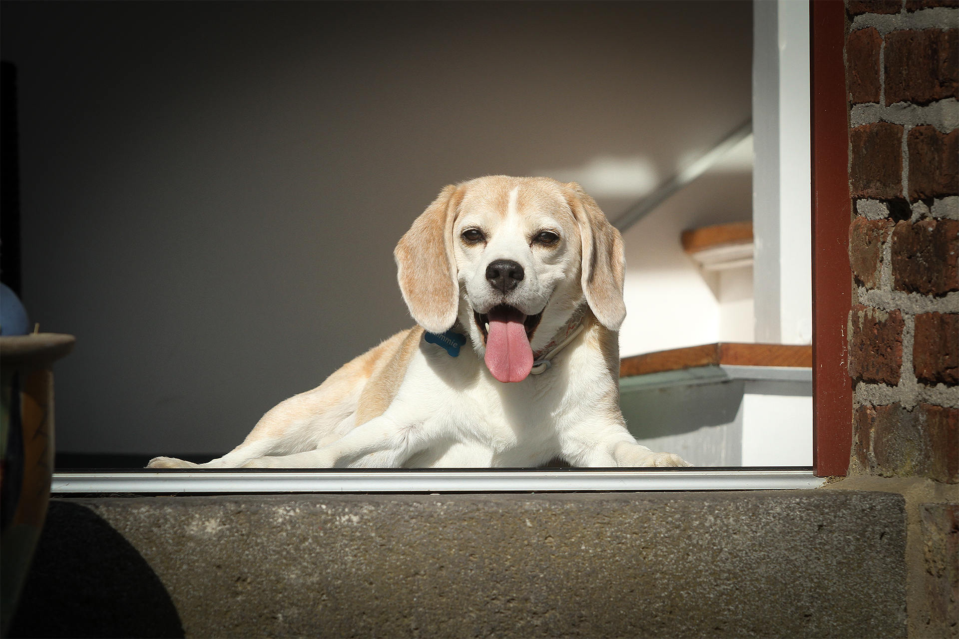 Natürliches Hundeshooting mit einem älteren Hund bei Dog Pictures