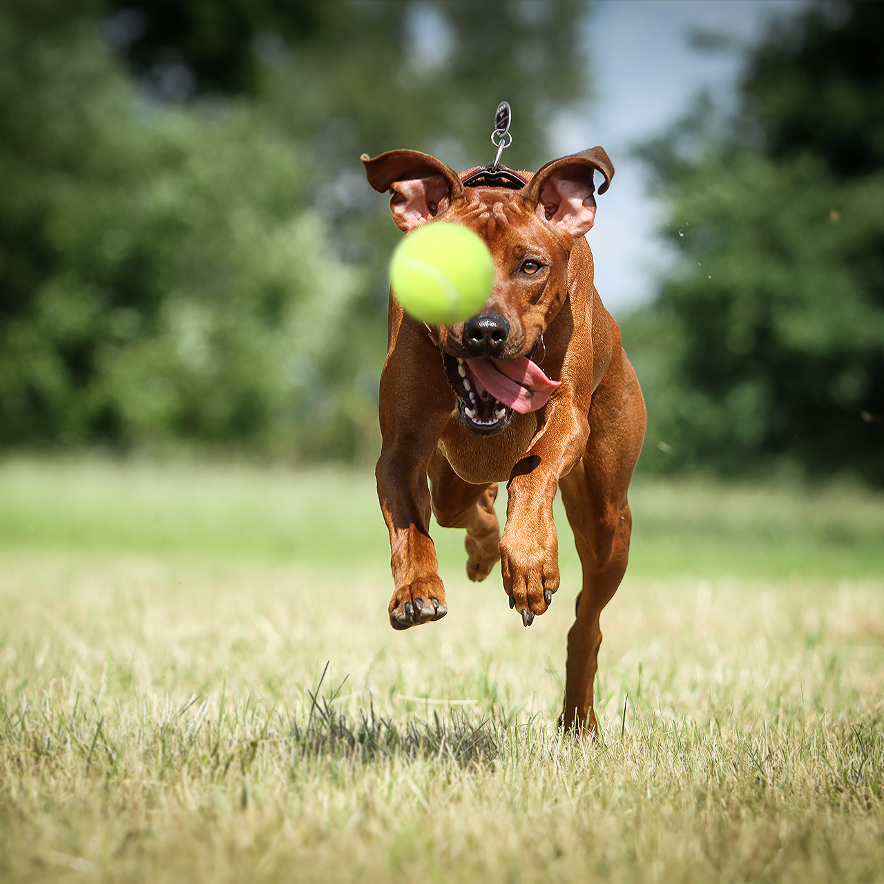 Dog Pictures