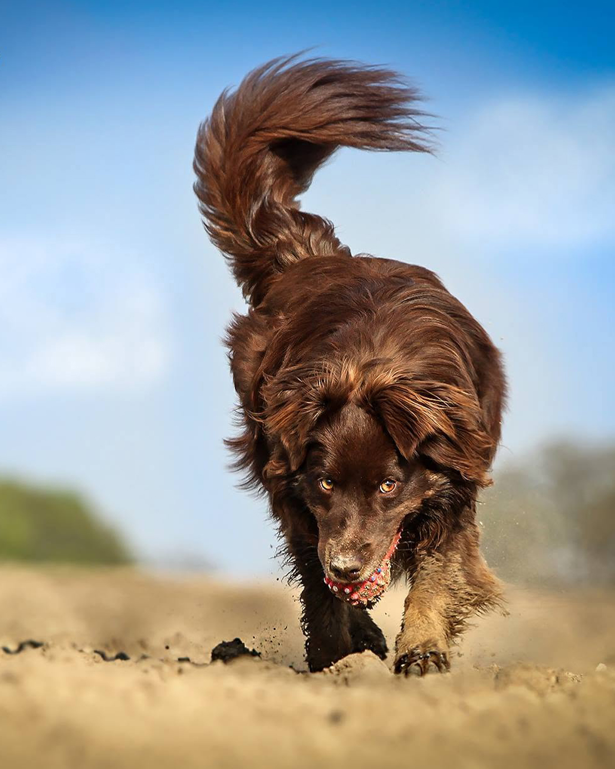 Outdoor Hundefotografie