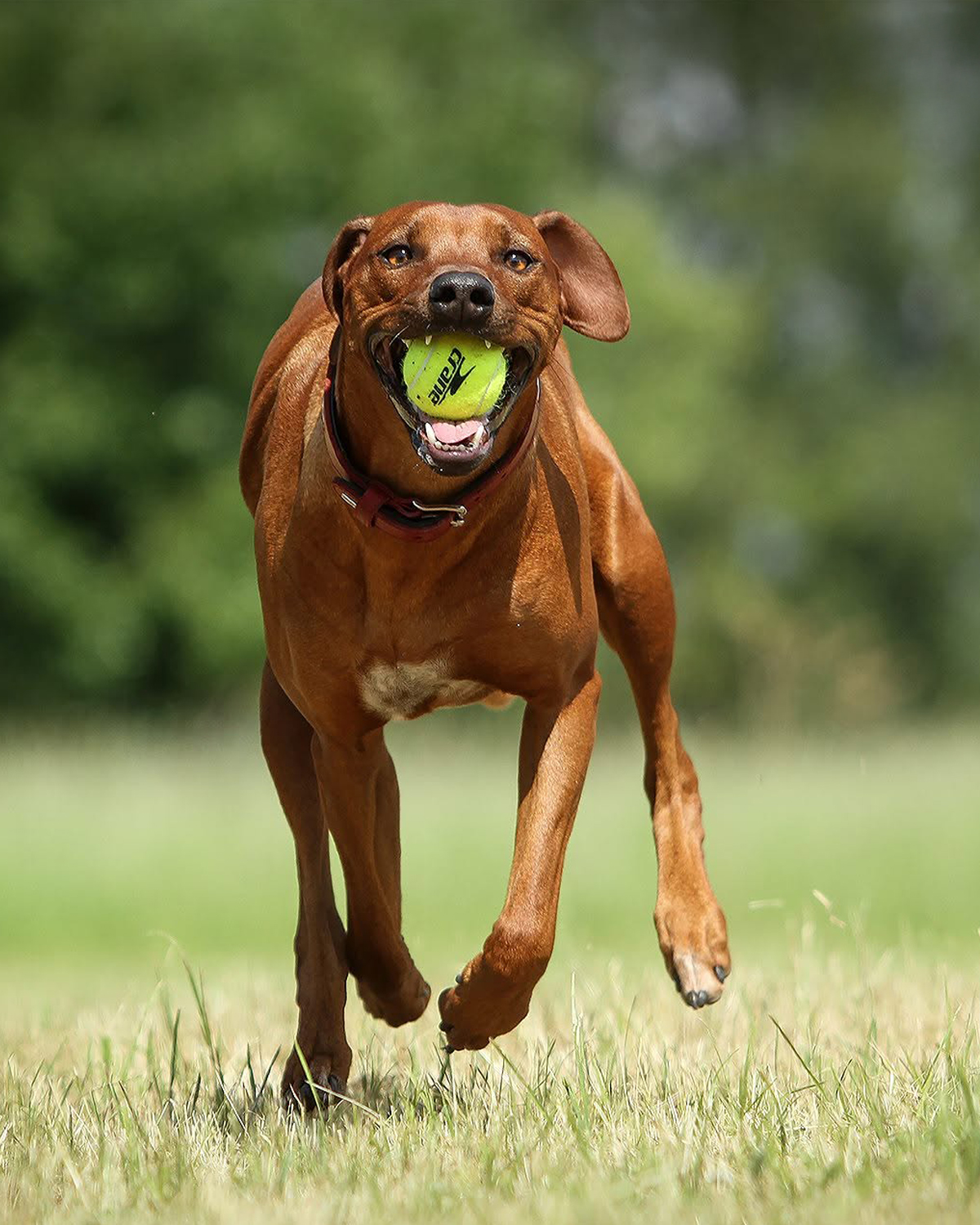 Action Hundefotografie