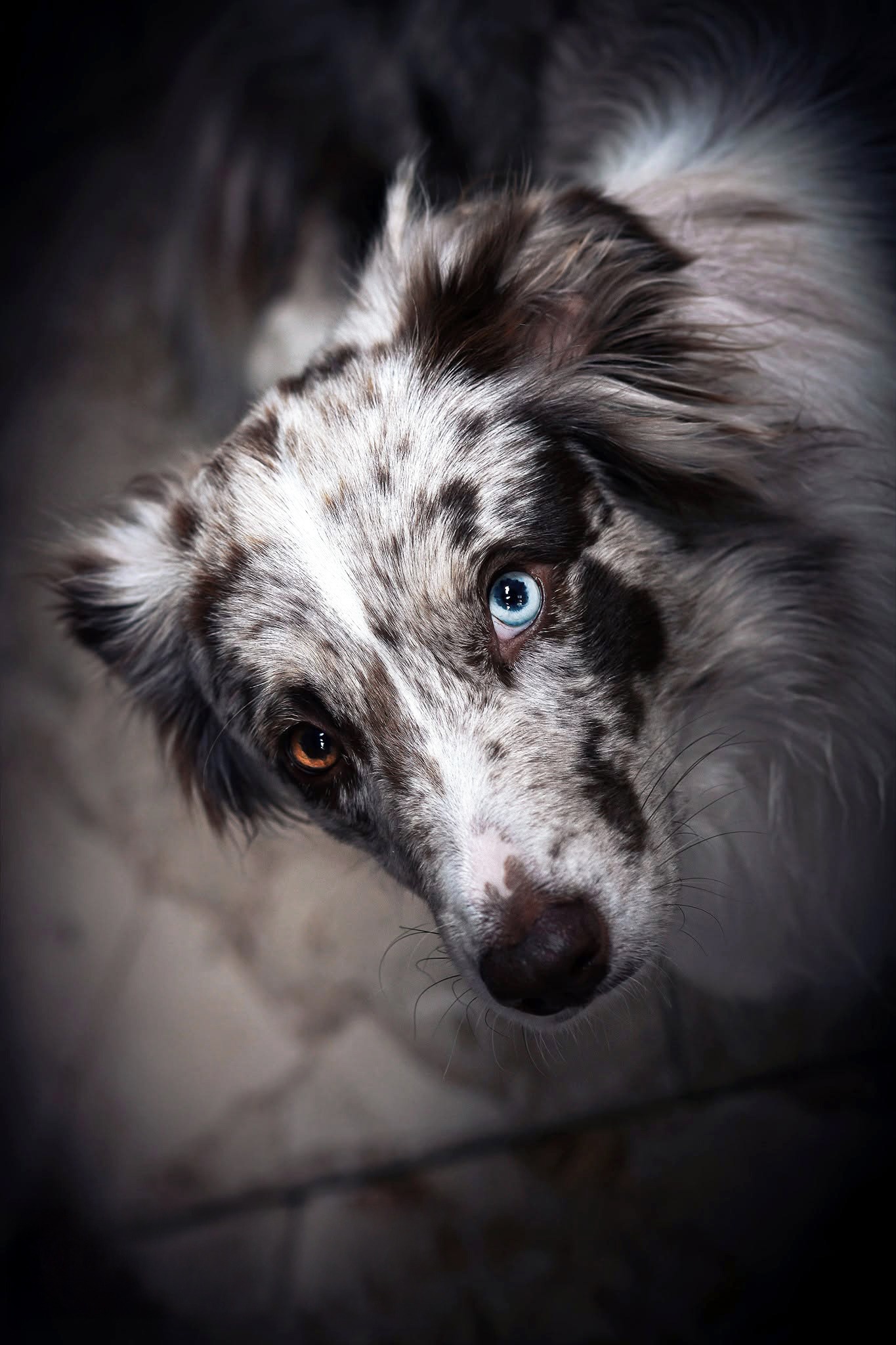 Auri
