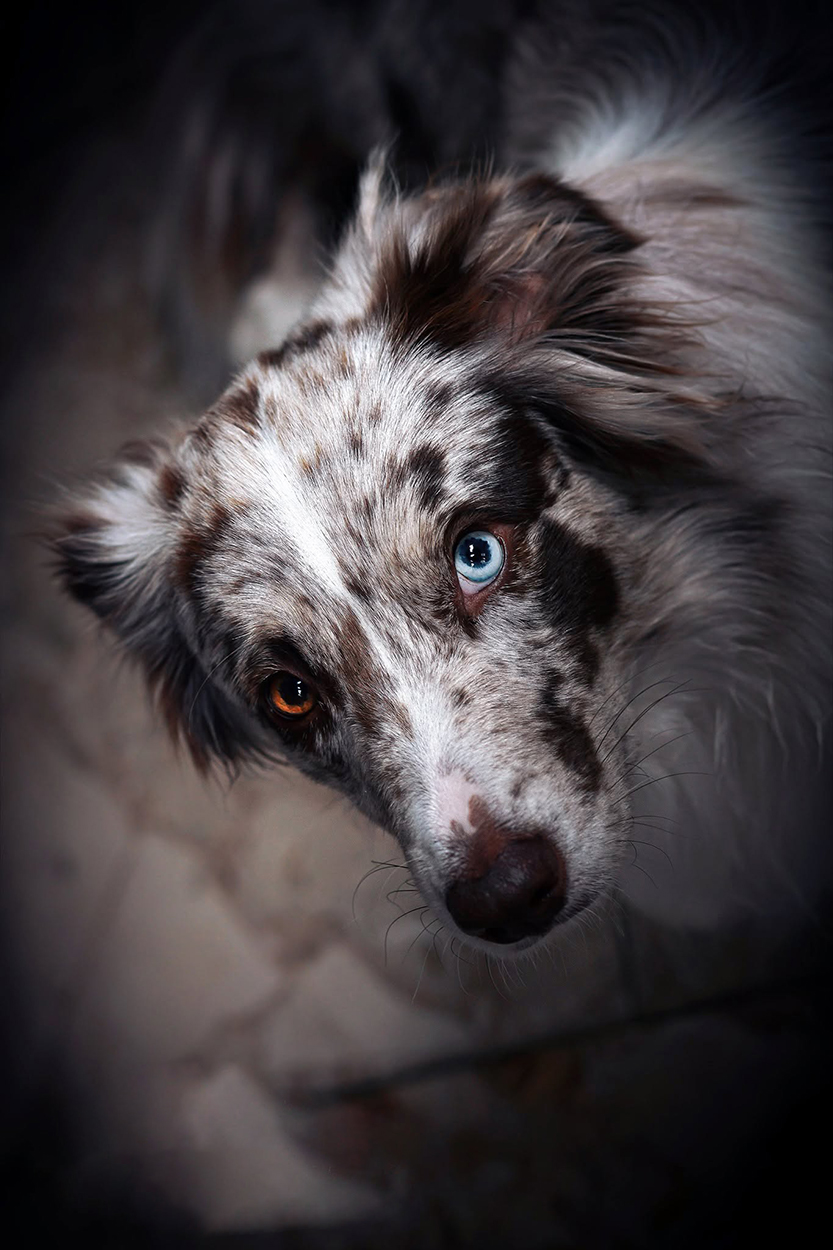 Über Dog Pictures Hundefotografie