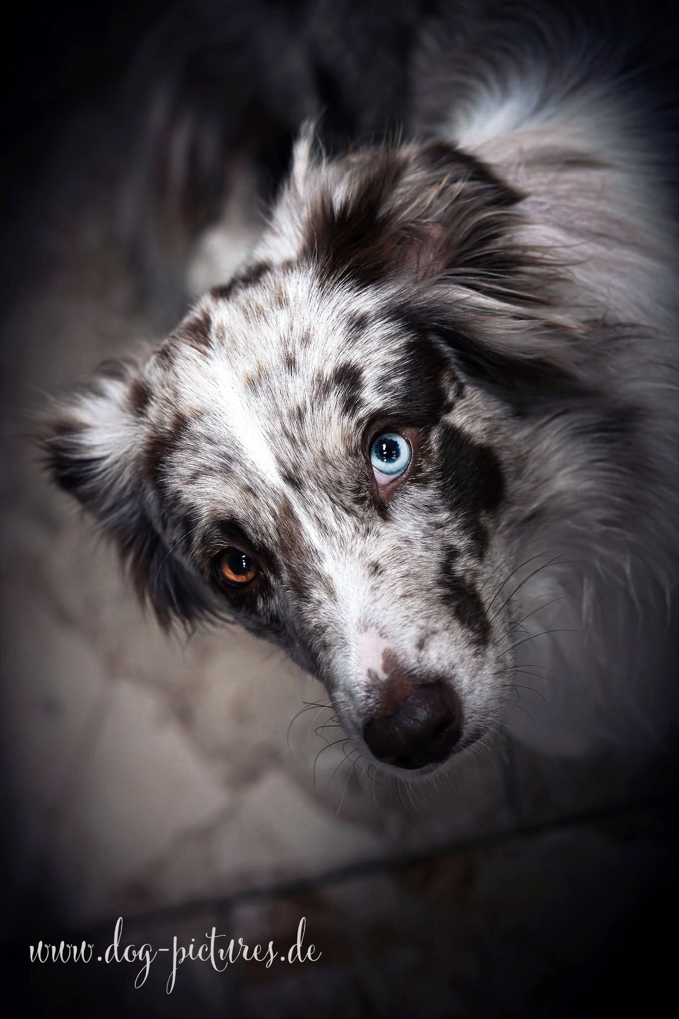Auri