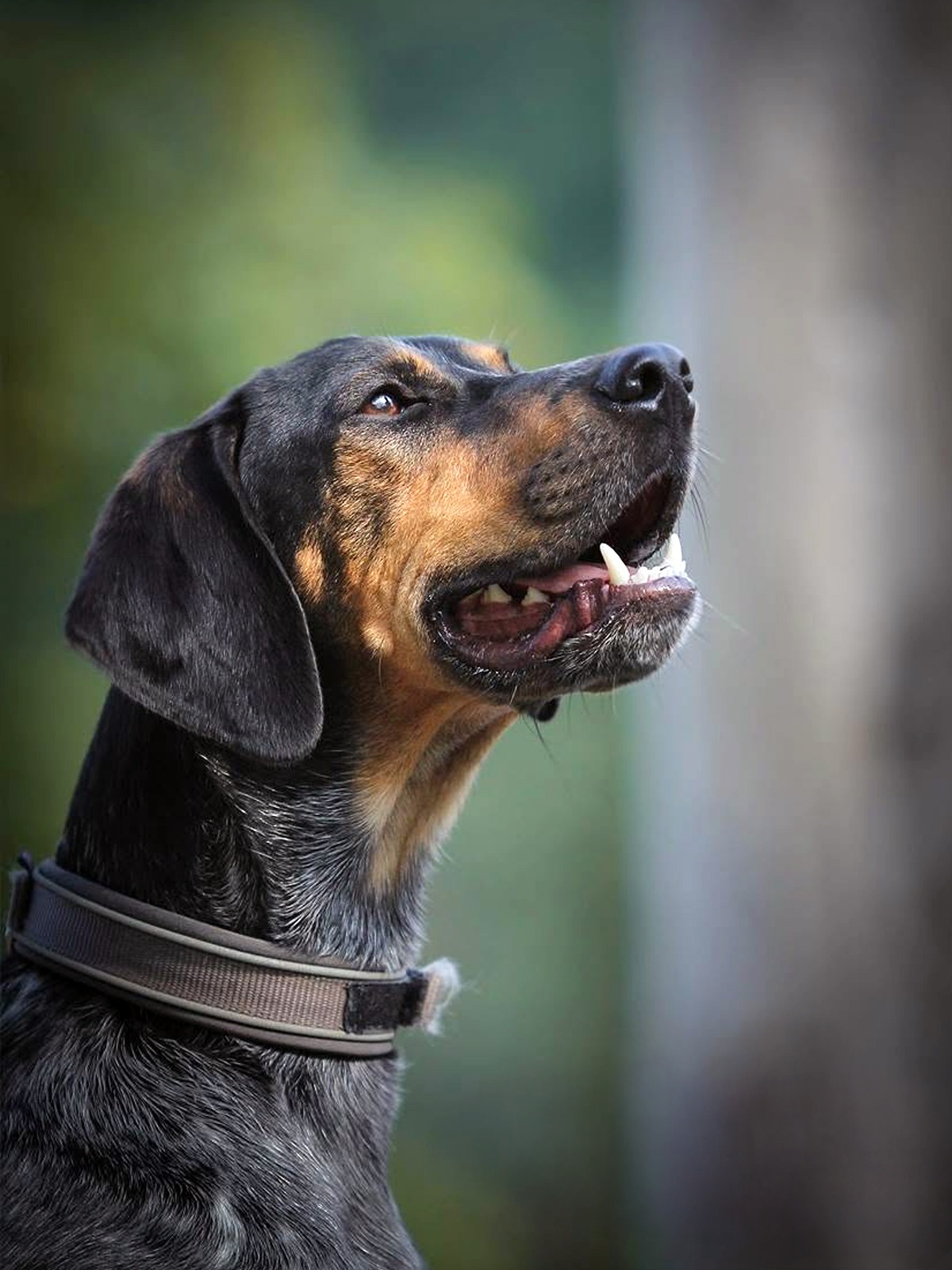 Coaching Hundefotografie