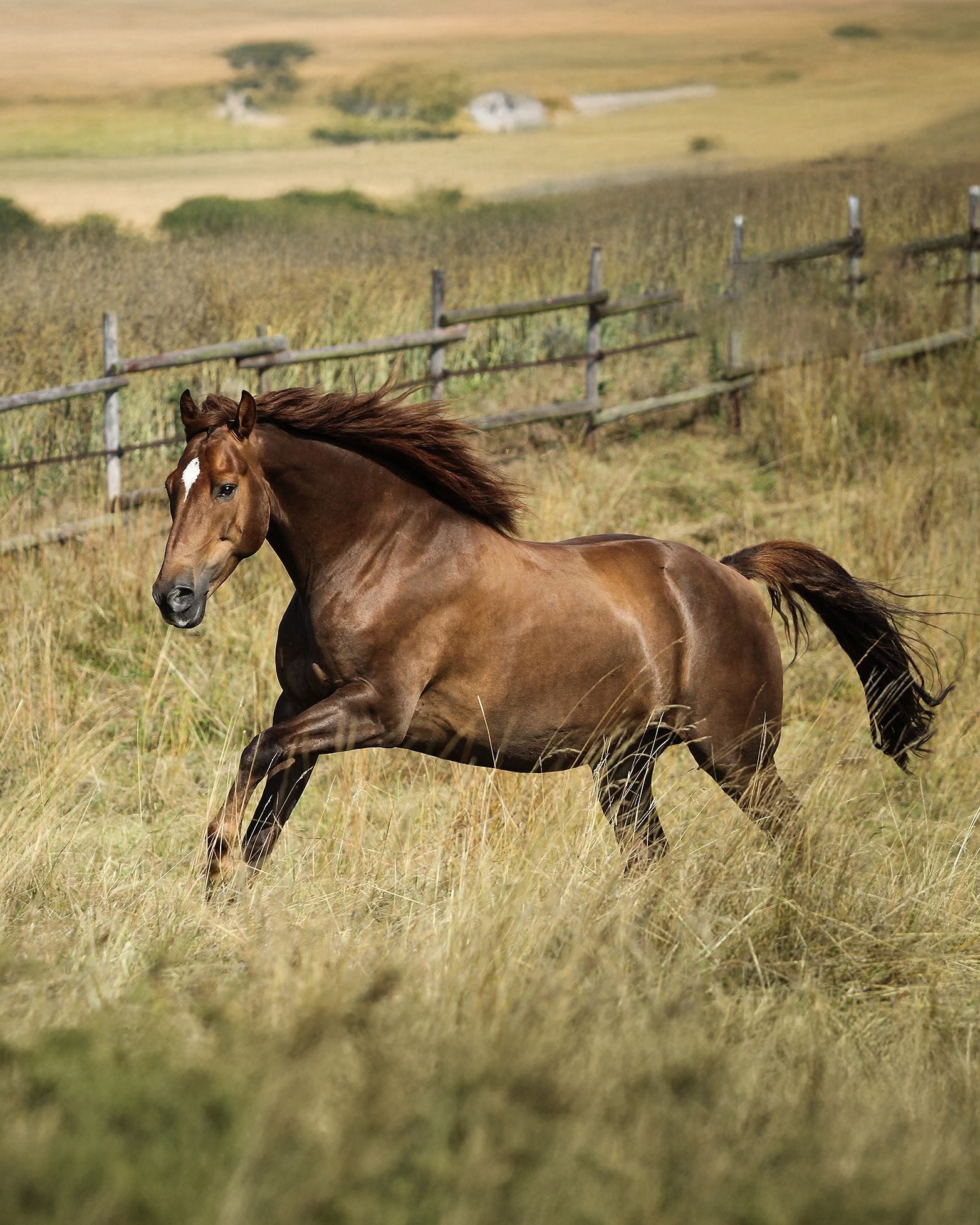 Pferd in Bewegung fotografieren