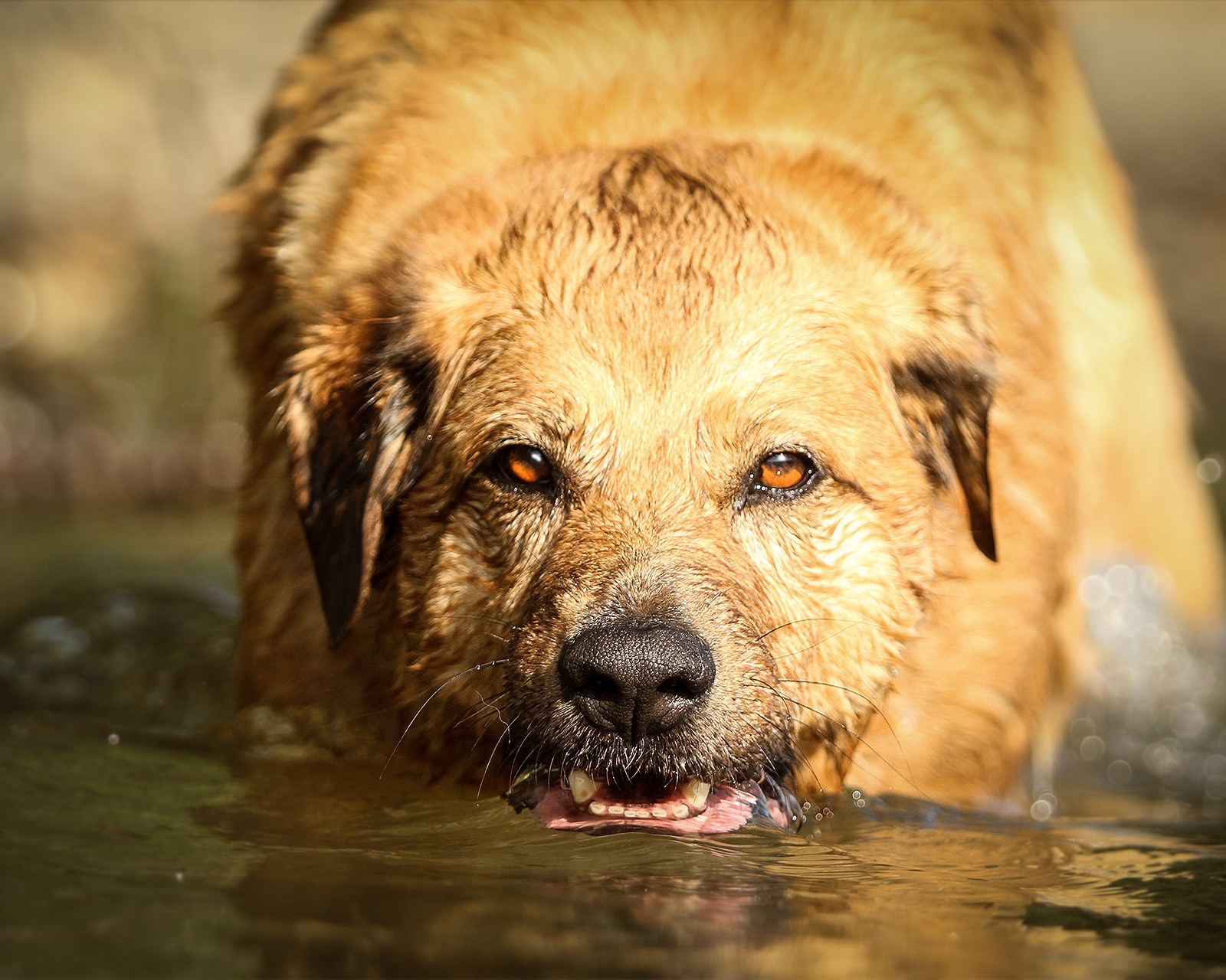 Hund und Mensch Fotografie
