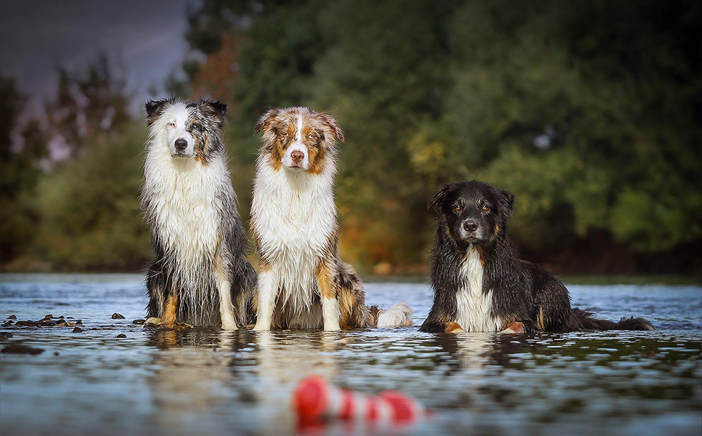 Hundeshooting im Sonnenlicht