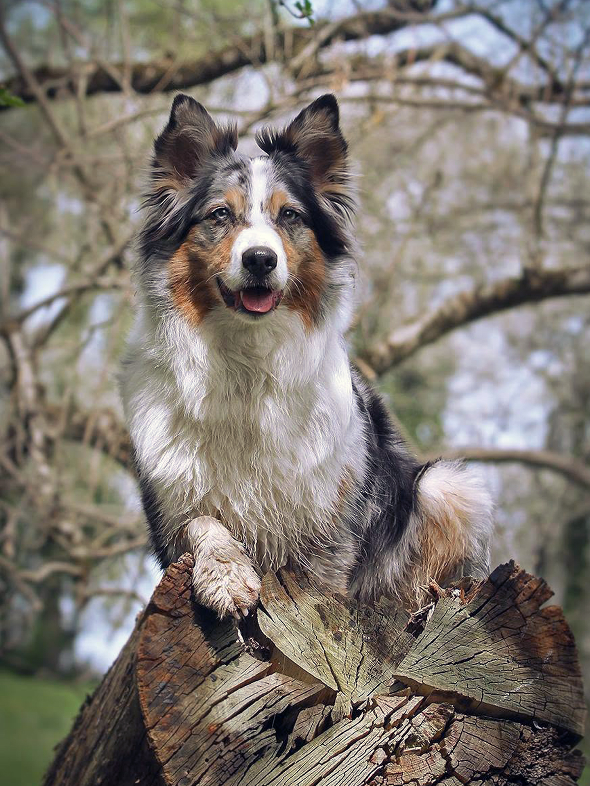 Coaching Hundefotografie
