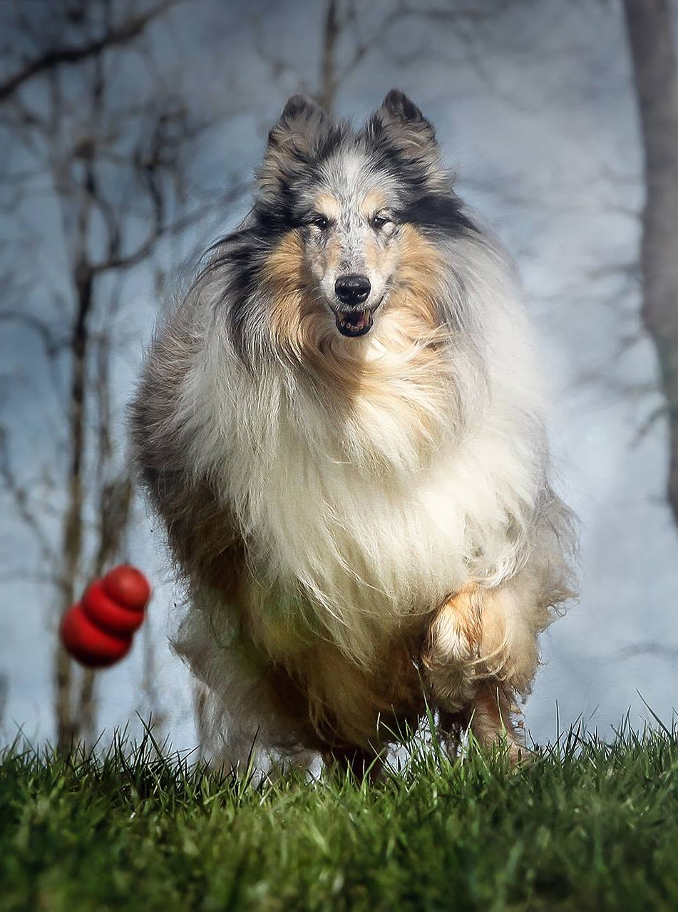 Outdoor Hundefotografie