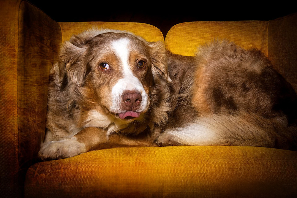 Action Hundefotografie