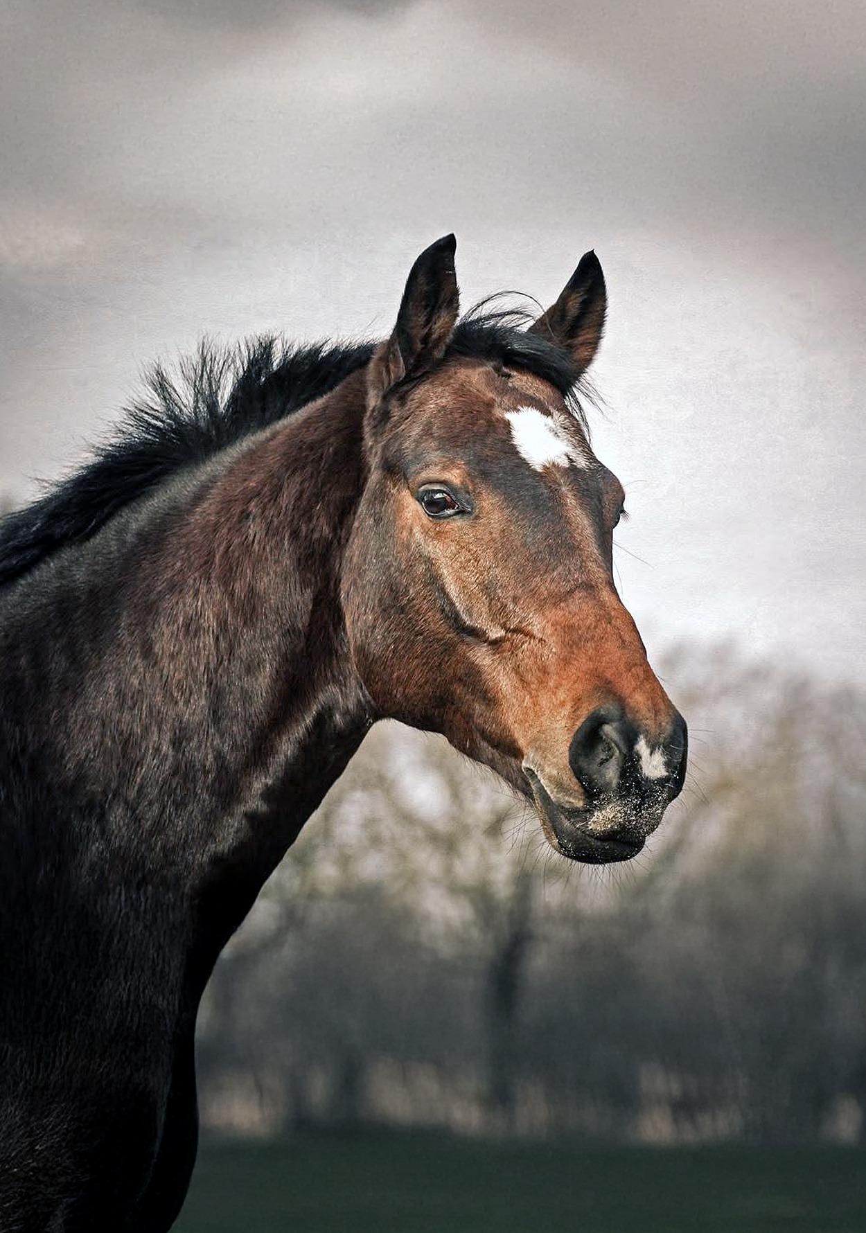 Pferdeportrait