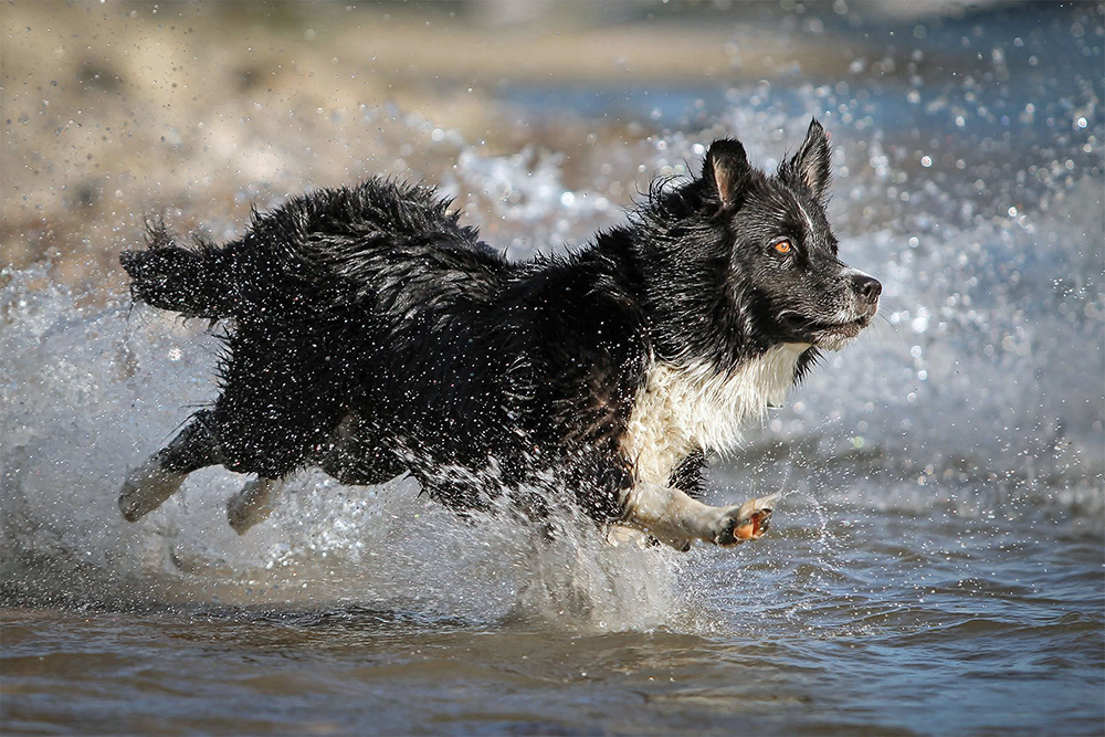 Action Hundefotografie