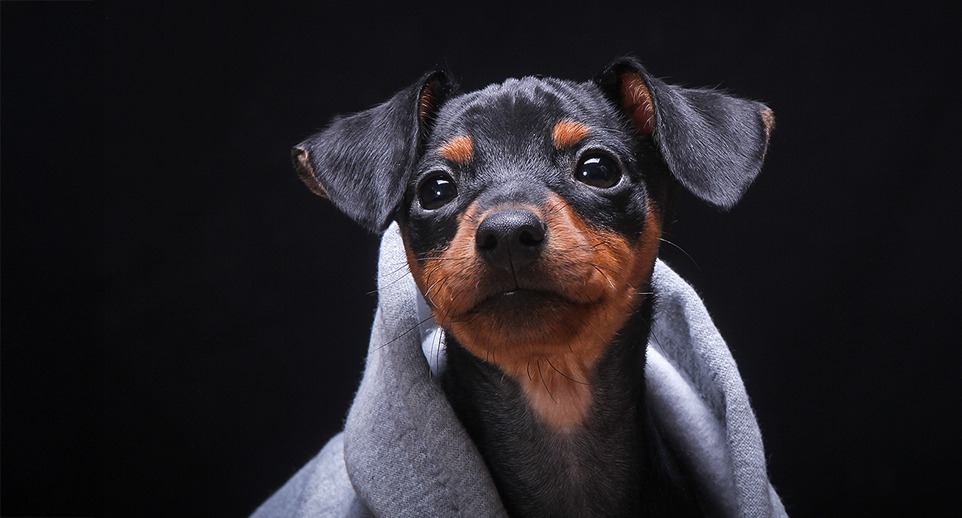 Natürliche Hundefotografie