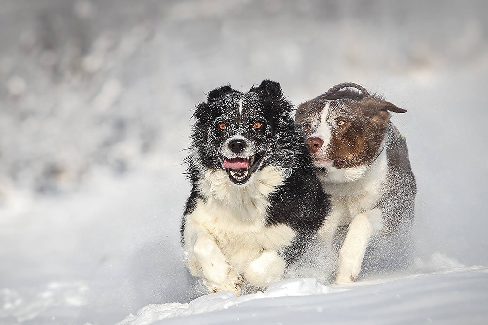 Hundeportrait Outdoor