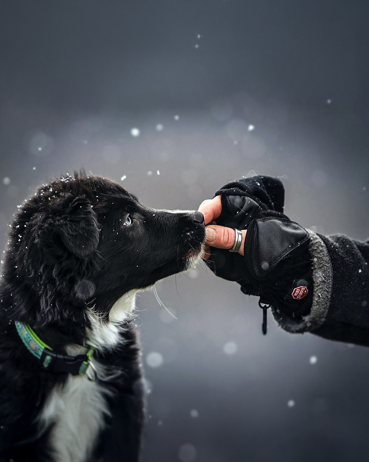 Mensch und Hund