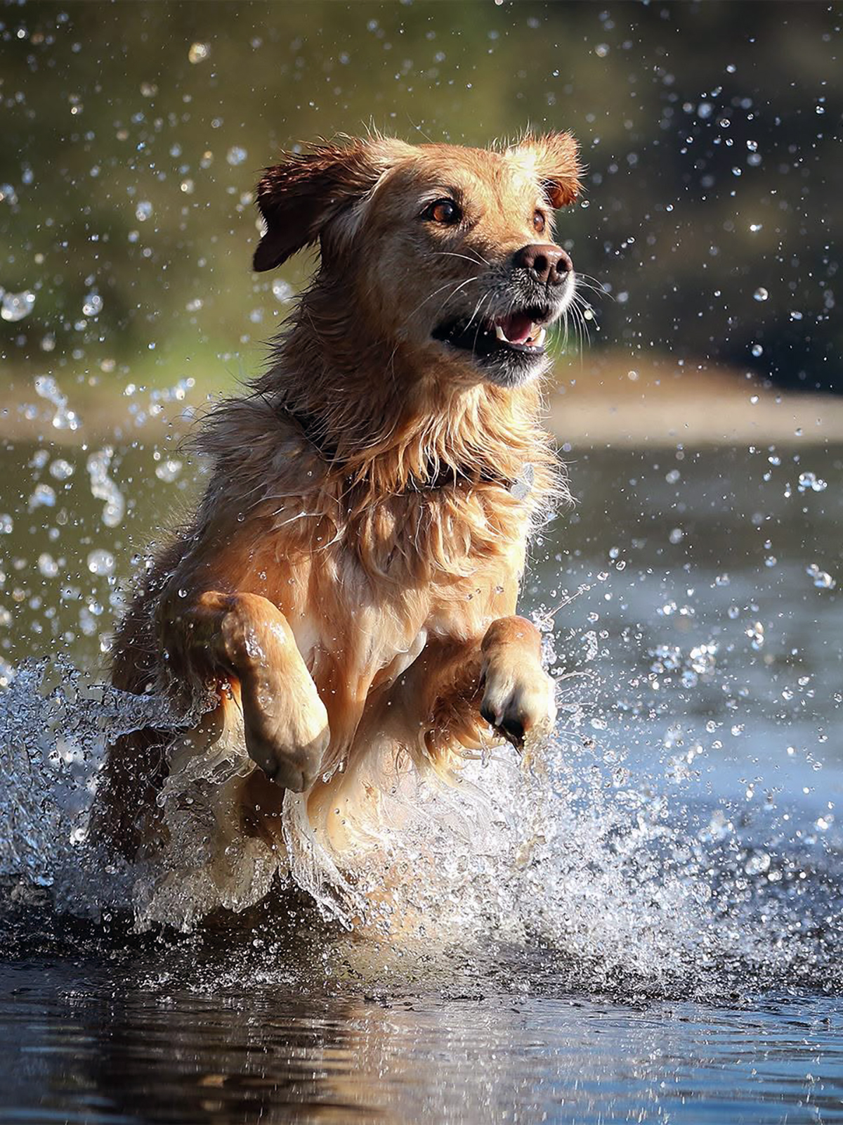Natürliche Hundefotografie