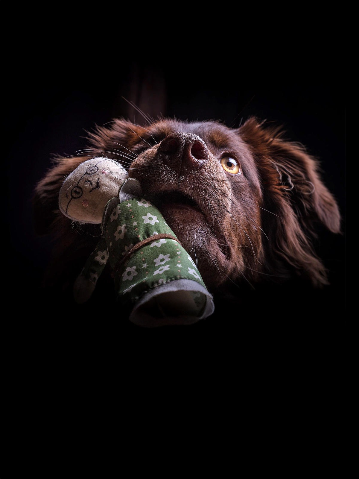 Dog Pictures Shooting anfragen