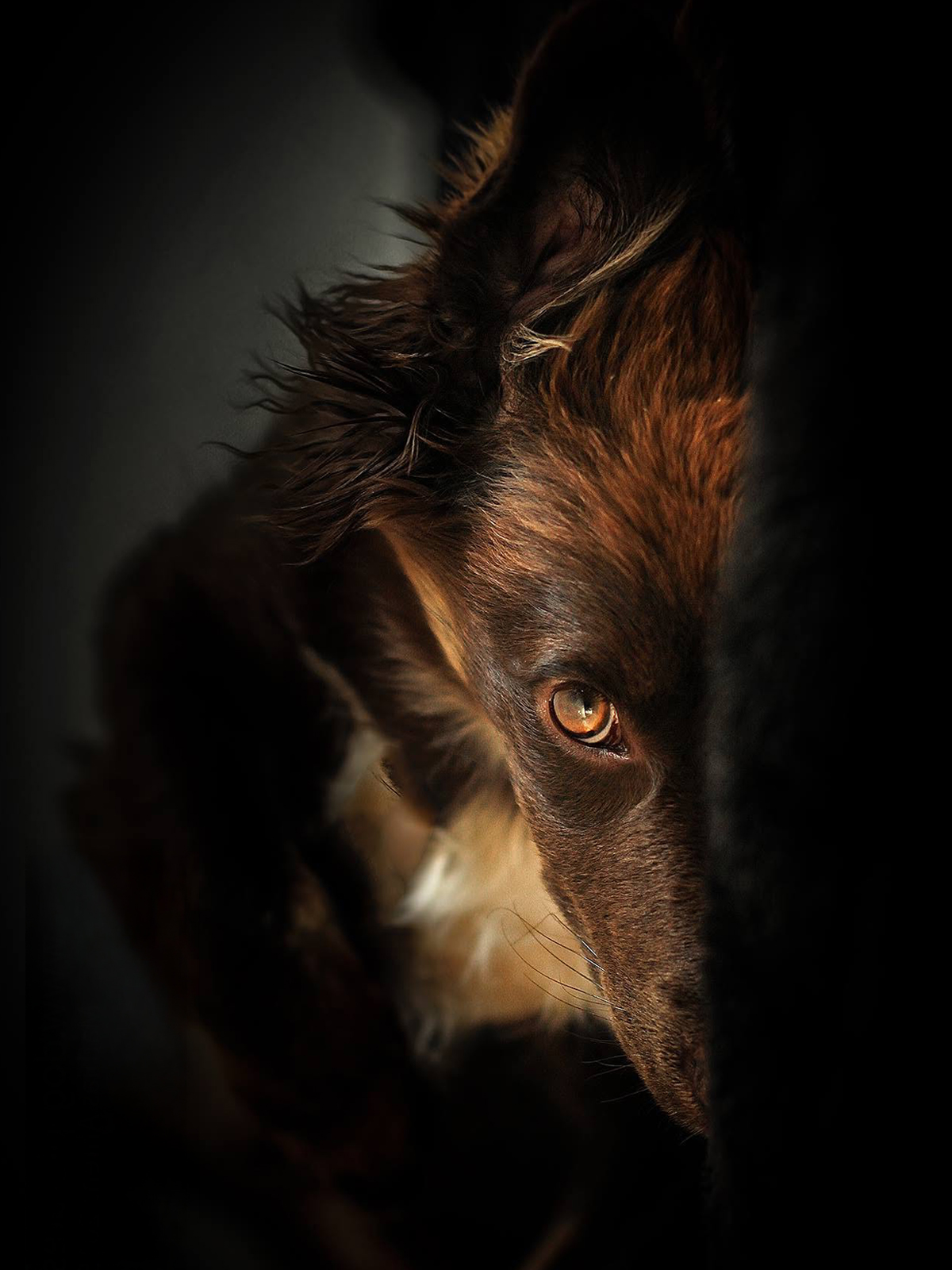 Hundefotografie Dog Pictures