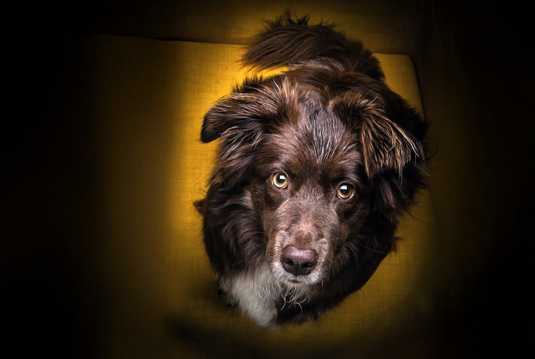 Preise Hundefotografie Dog Pictures