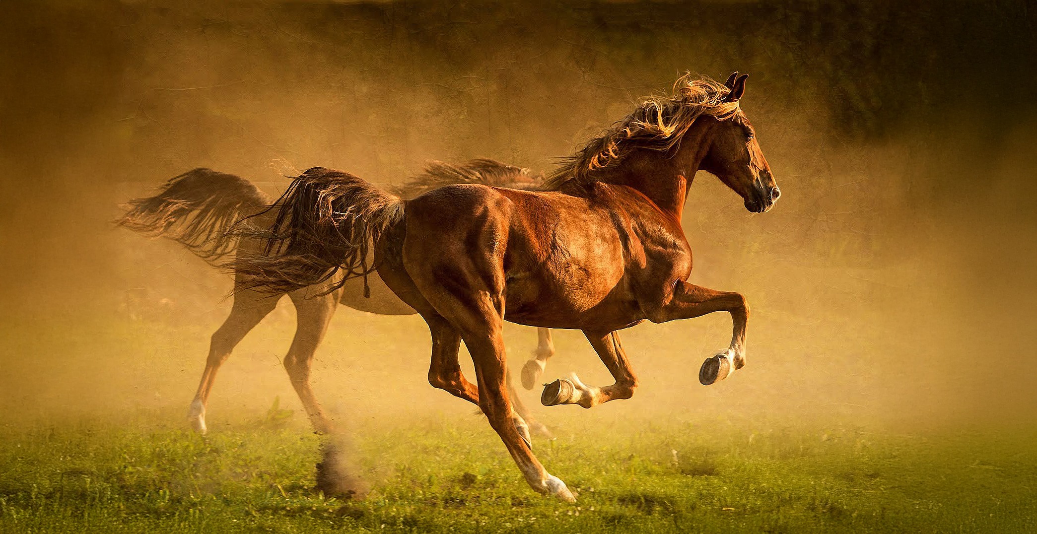 Pferd in Bewegung