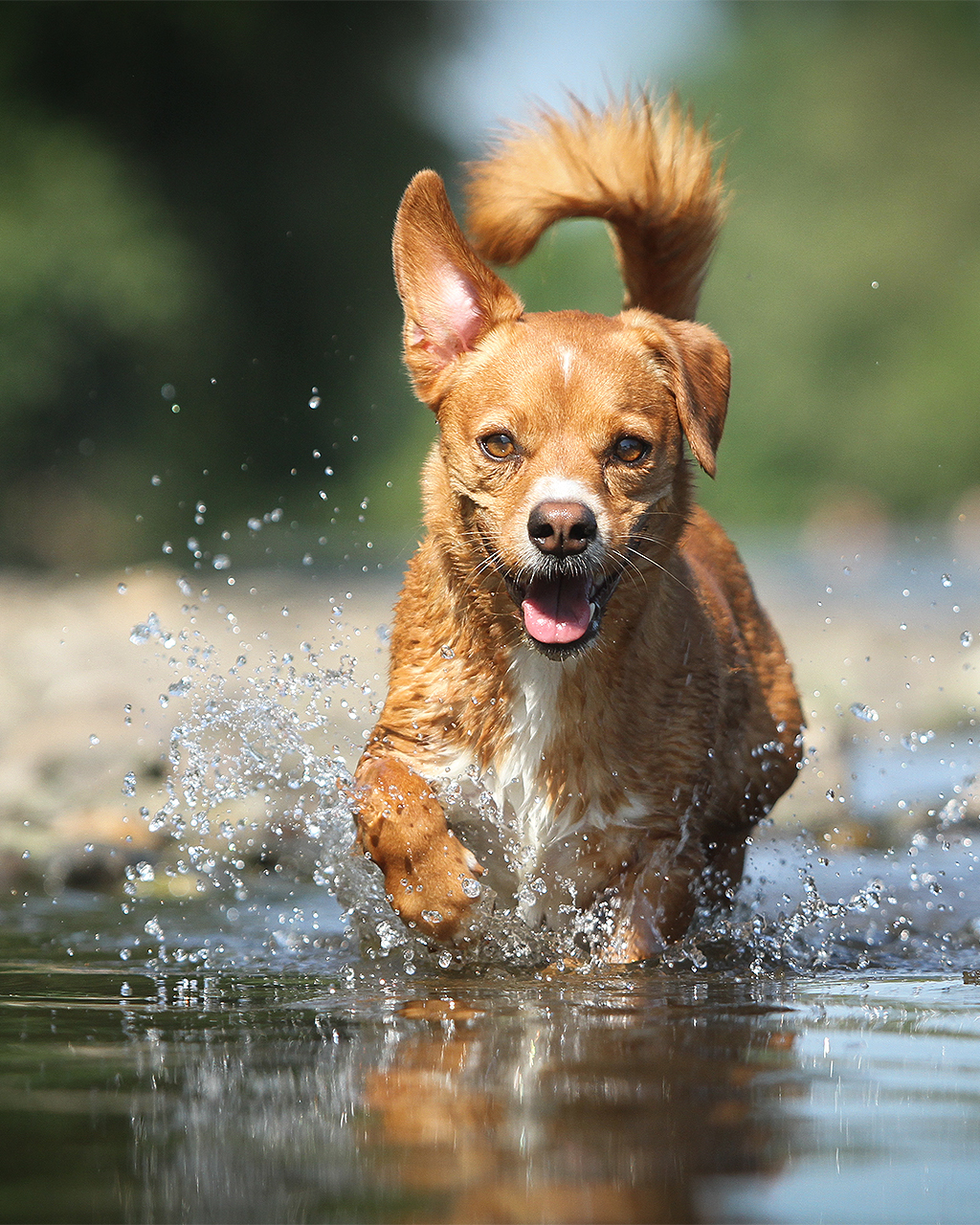 Hundefotografie Portfolio
