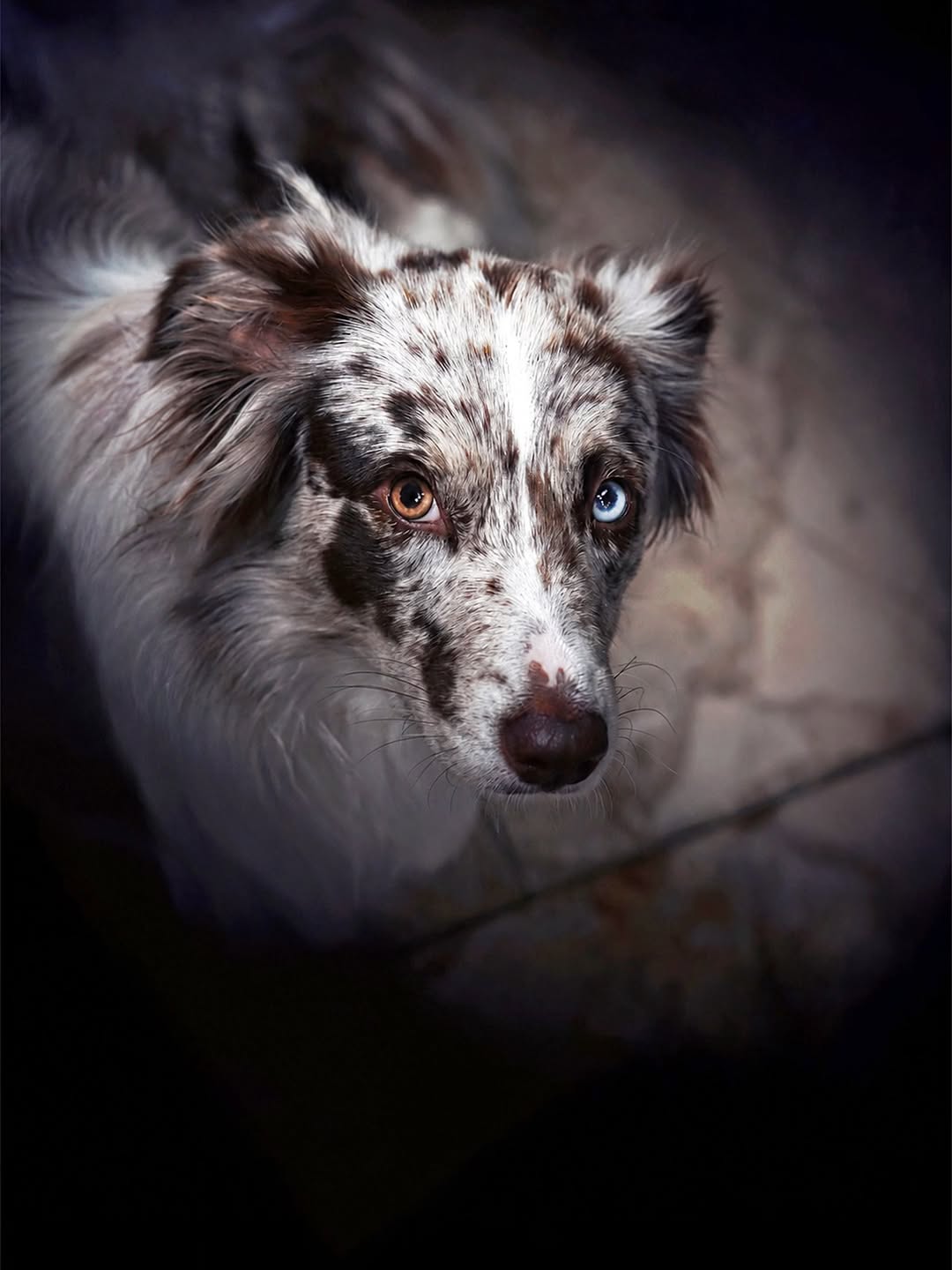Über Dog Pictures Hundefotografie