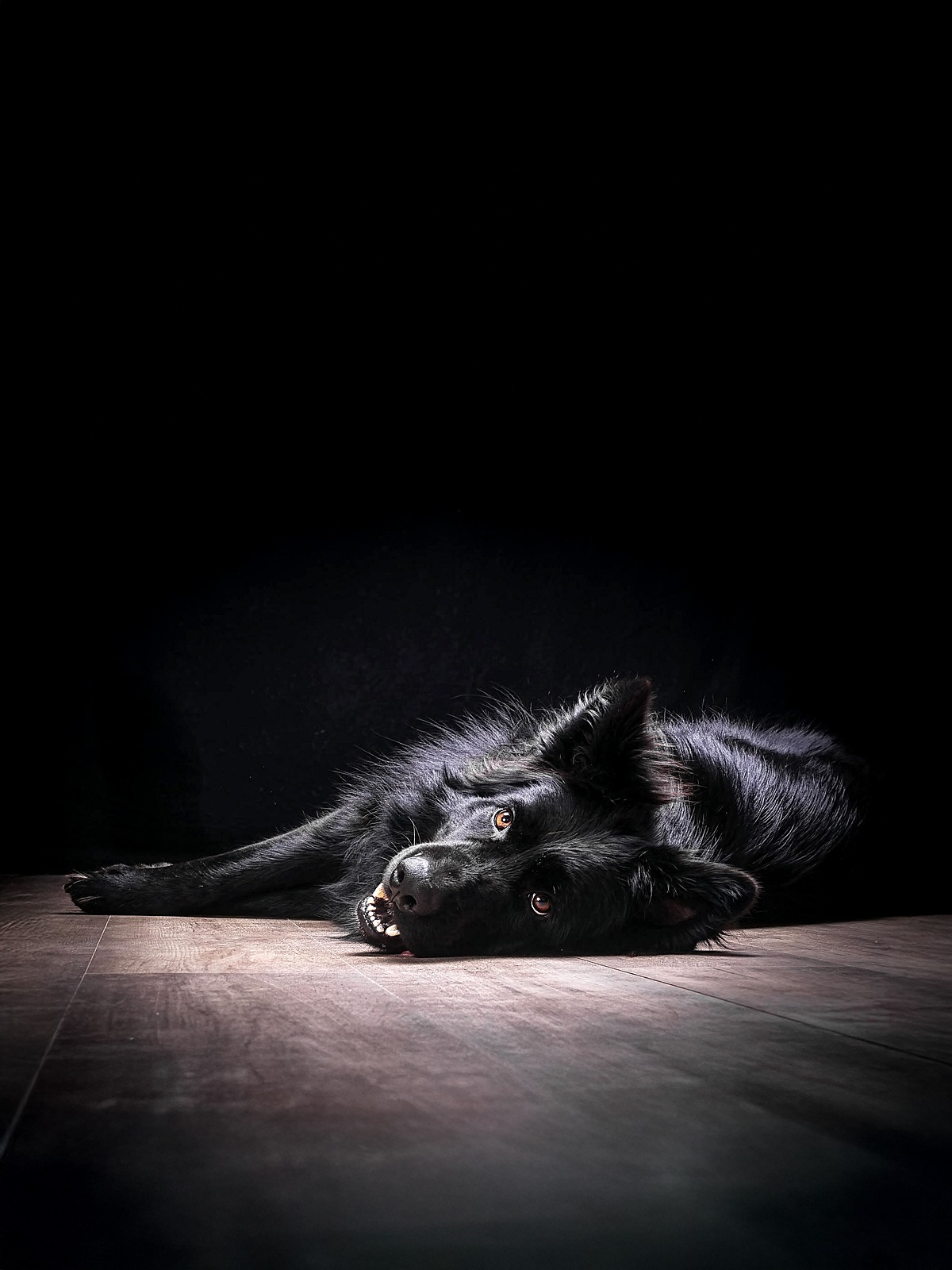 Schwarzer Hund in dramatischem natürlichen Licht bei Dog Pictures