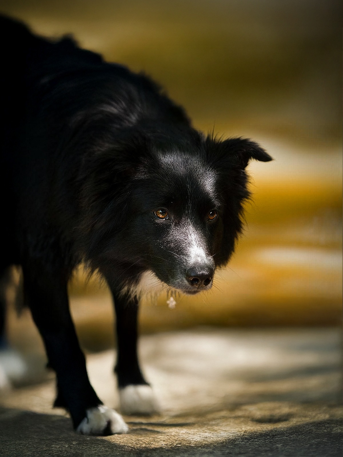 Blaez bei einem Hundeshooting im Wald – eine Aufnahme aus einem älteren Shooting