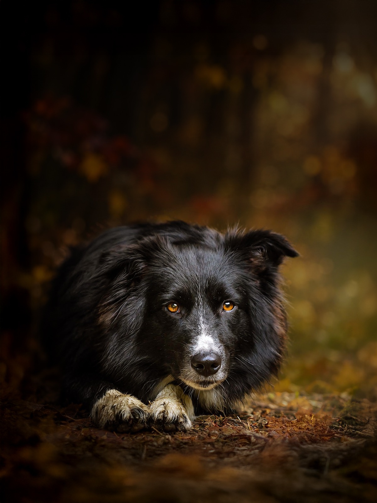 Herbstshooting mit Hund im Wald