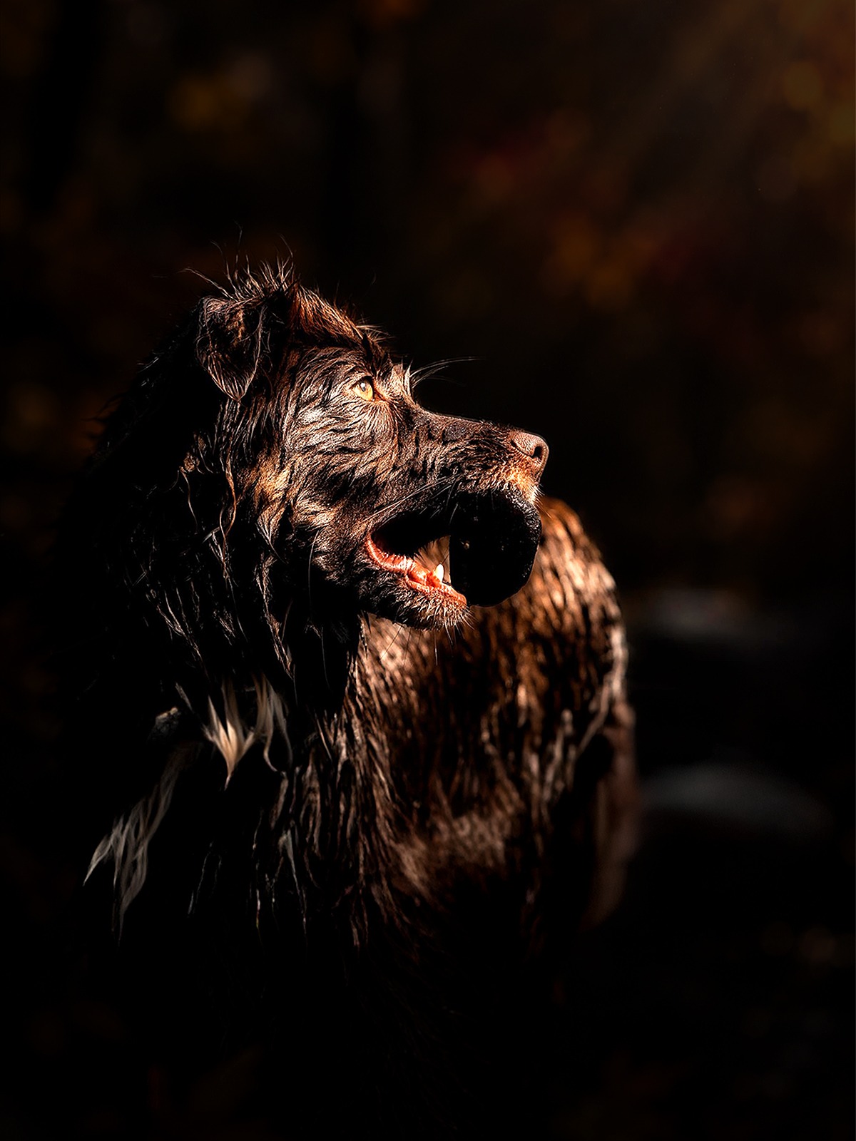 Hund im warmen Herbstlicht – stimmungsvolle Tierfotografie