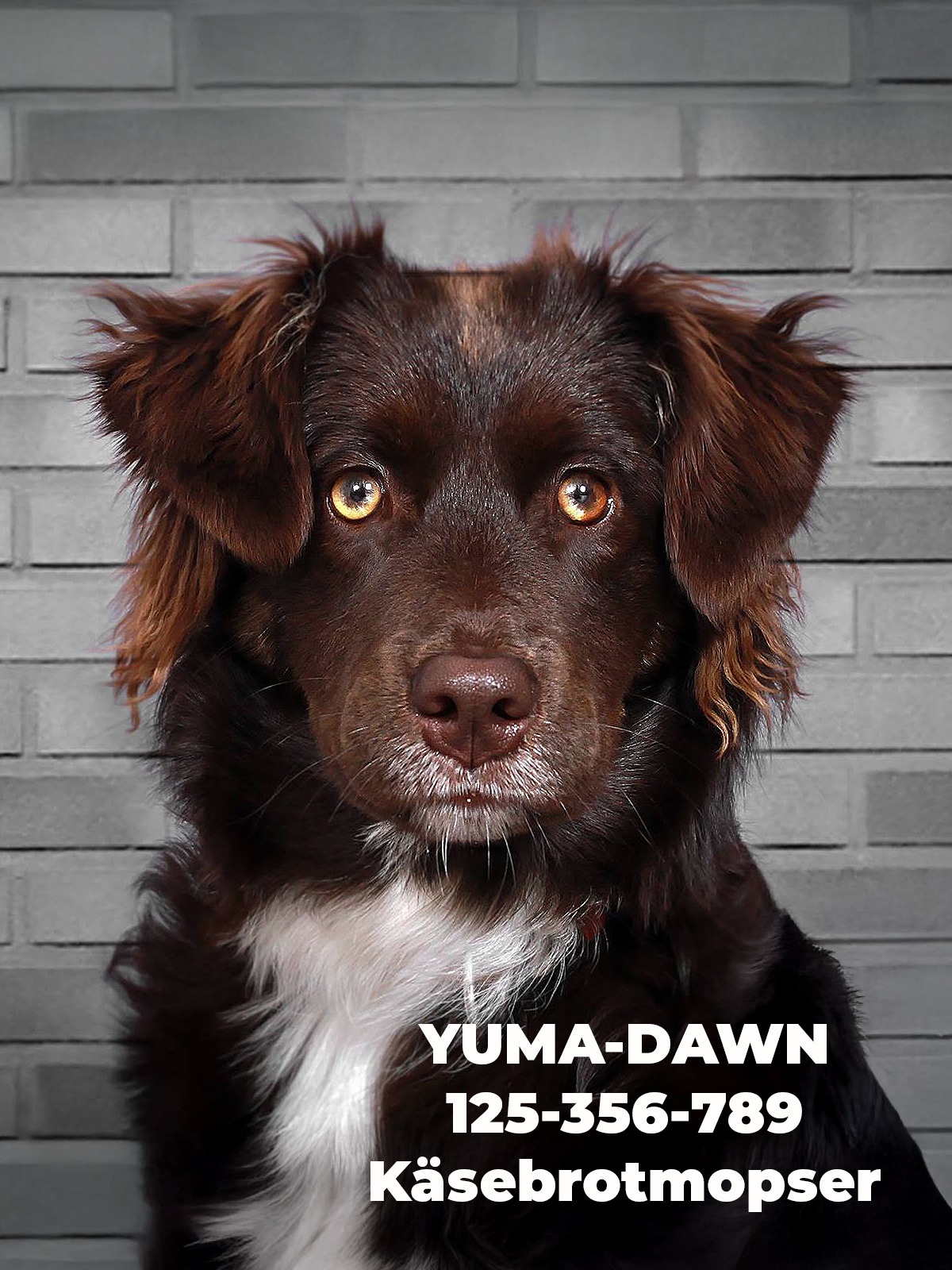 Tierfotografie mit Verantwortung und Rücksicht auf das Tierwohl bei Dog Pictures