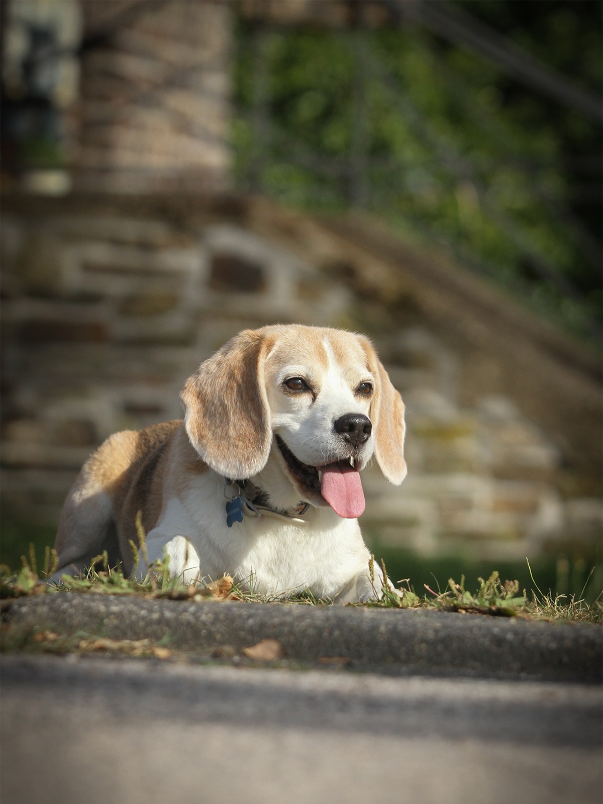 Praxisnahes Fotocoaching mit Hund