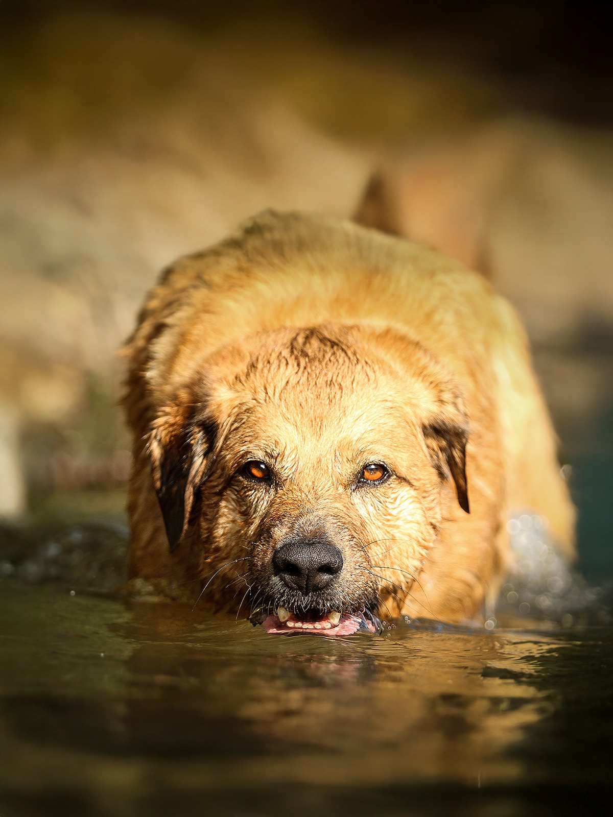 Hund Sam aus extrem niedriger Perspektive knapp über der Wasseroberfläche fotografiert