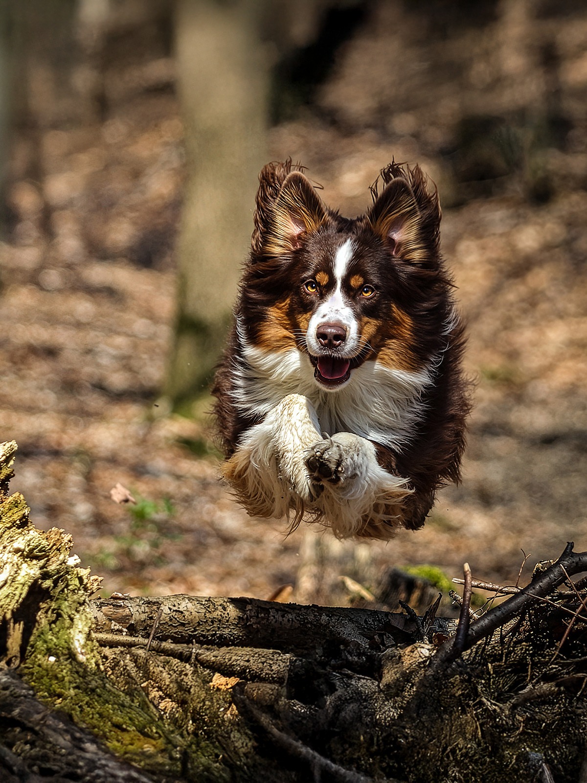 Australian Shepherd im Sprung bei einer Actionaufnahme im Wald