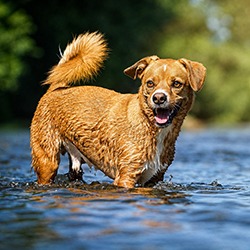 Hundeshooting