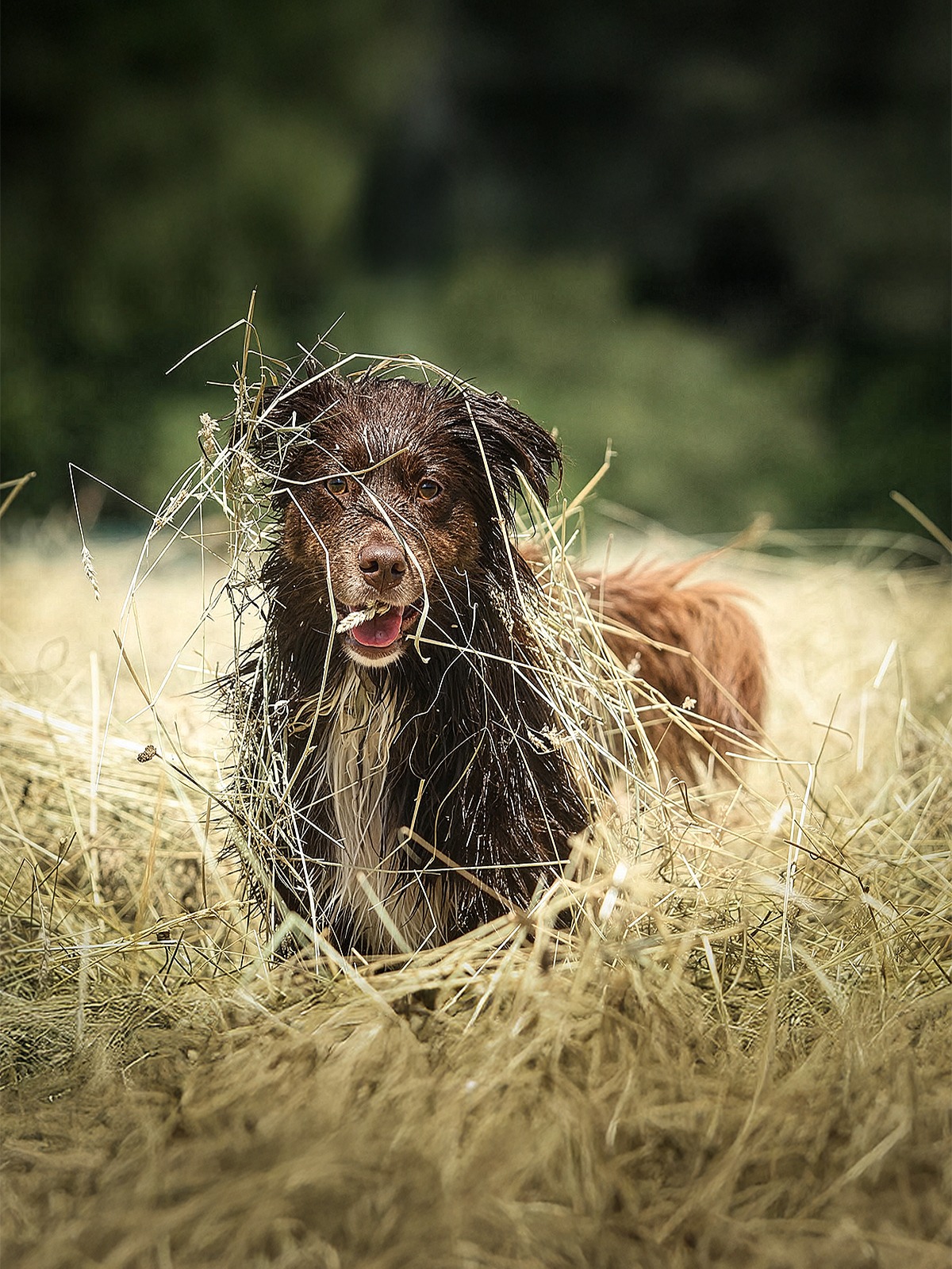 Hundefotografie Dog Pictures