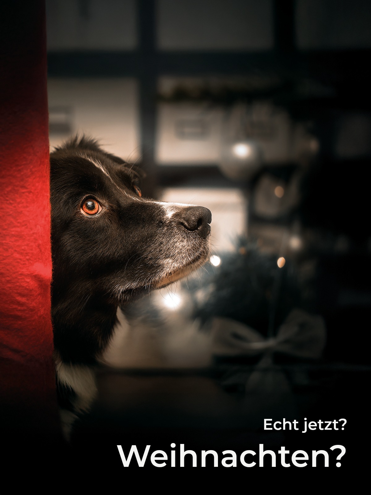 Hund schaut neugierig hervor – Gutschein für ein Tiershooting oder Fotocoaching bei Dog Pictures