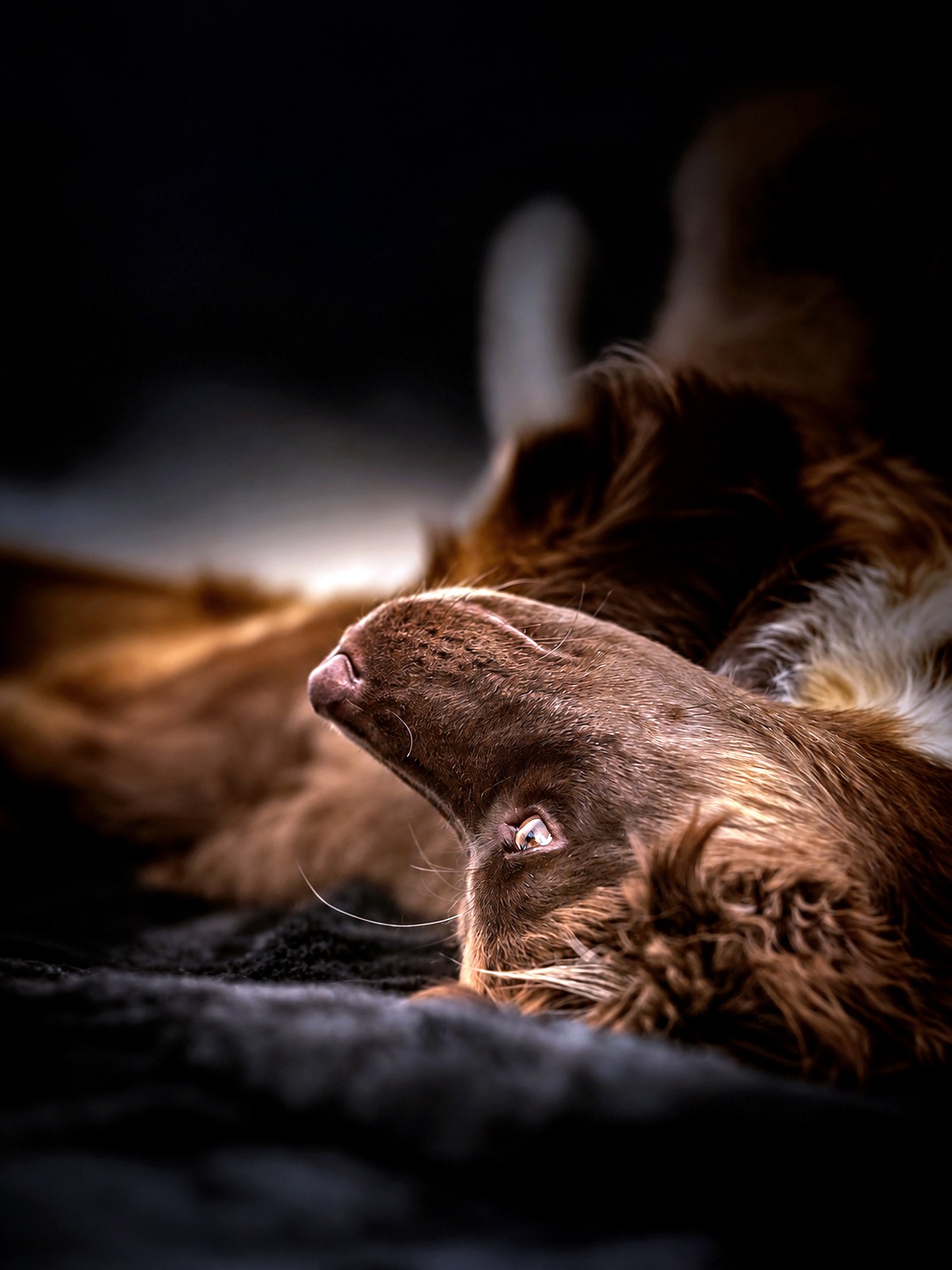 Hündin Yumse liegt kopfüber auf der Couch. Warmes Licht der tief stehenden Oktobersonne fällt auf ihr Gesicht und ihr Auge.