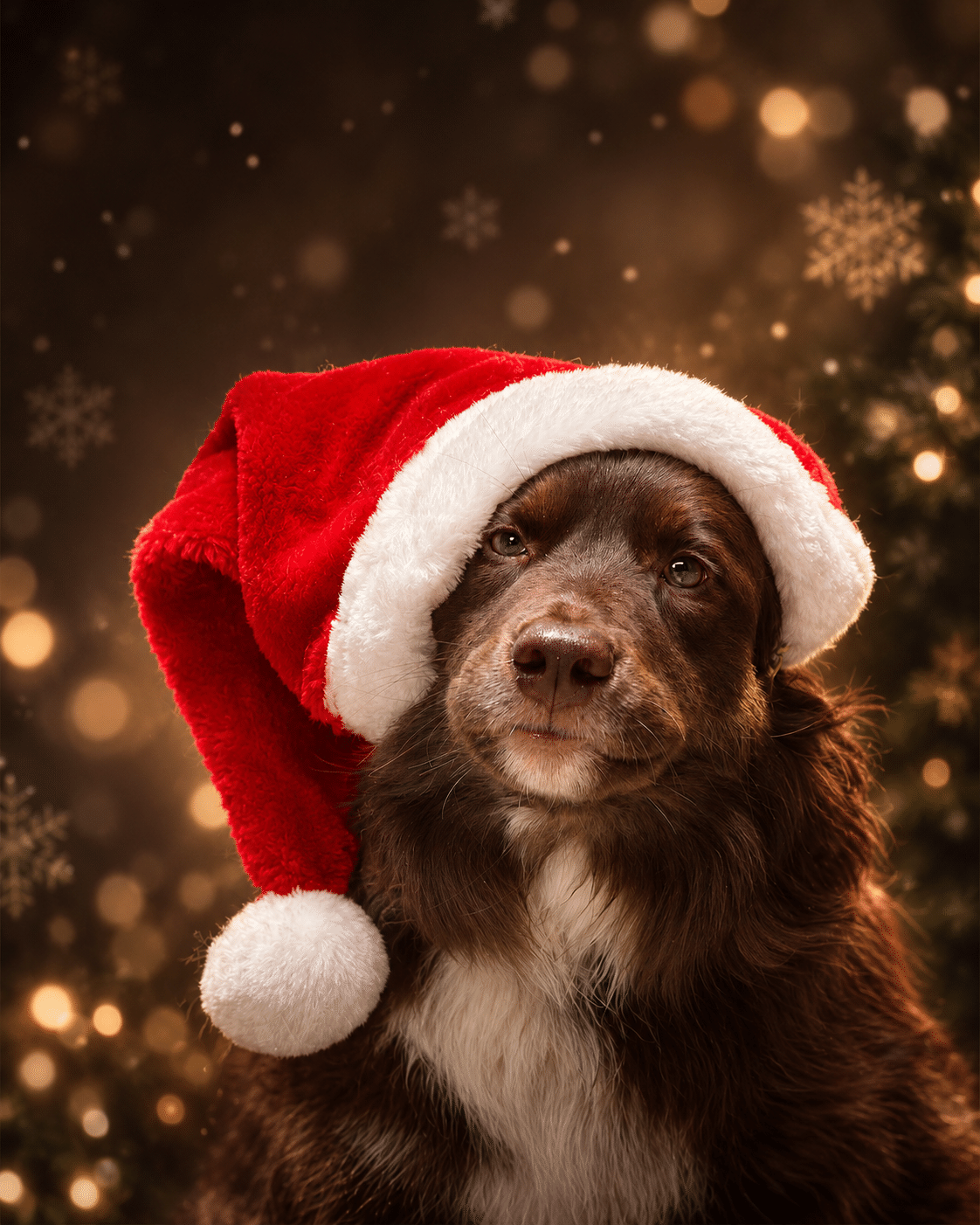 Yuma mit Weihnachtsmütze – Weihnachtsgutscheine für Hunde- und Pferdeshootings bei Dog-Pictures